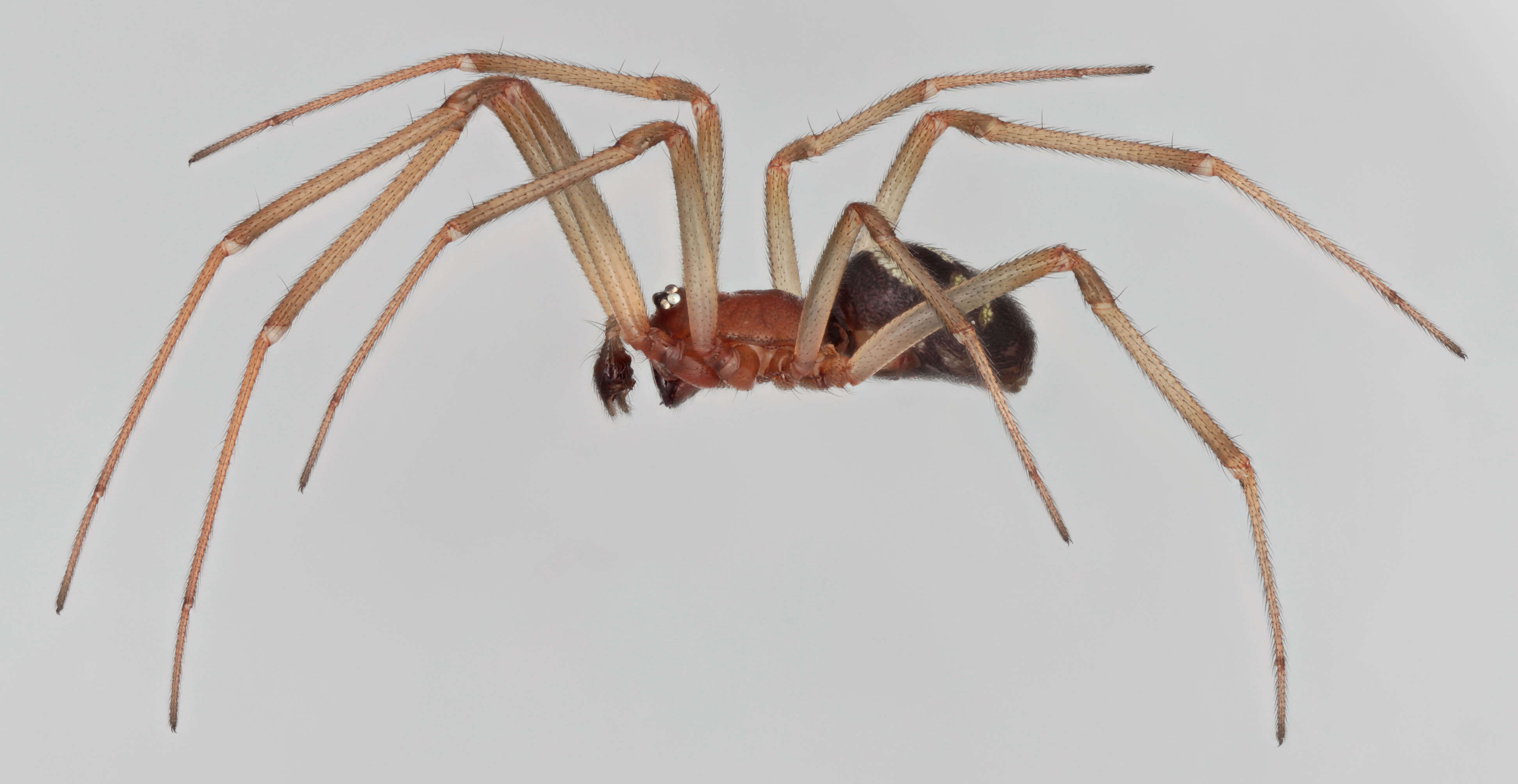 Image of False black widow