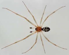 Image of False black widow