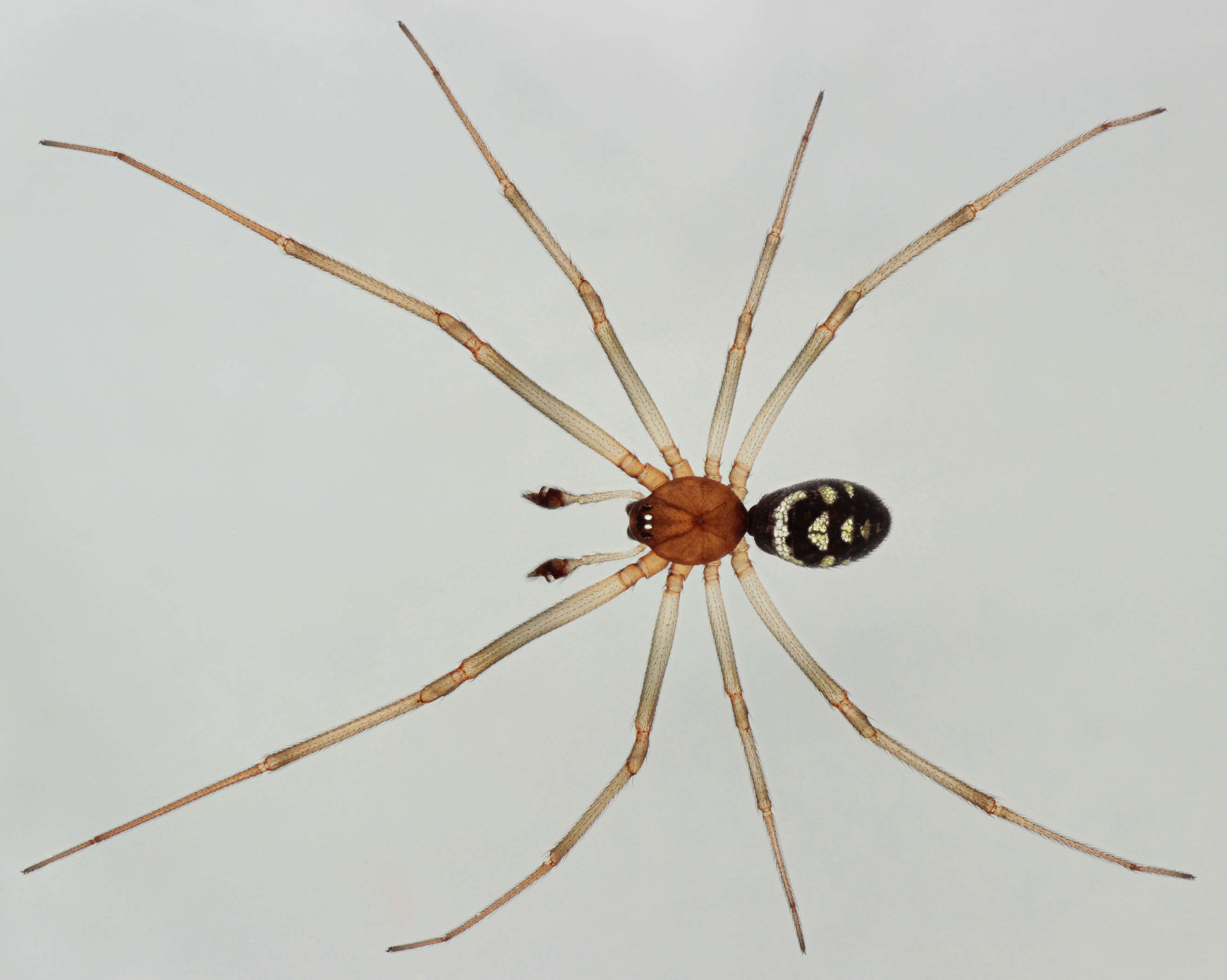 Image of False black widow