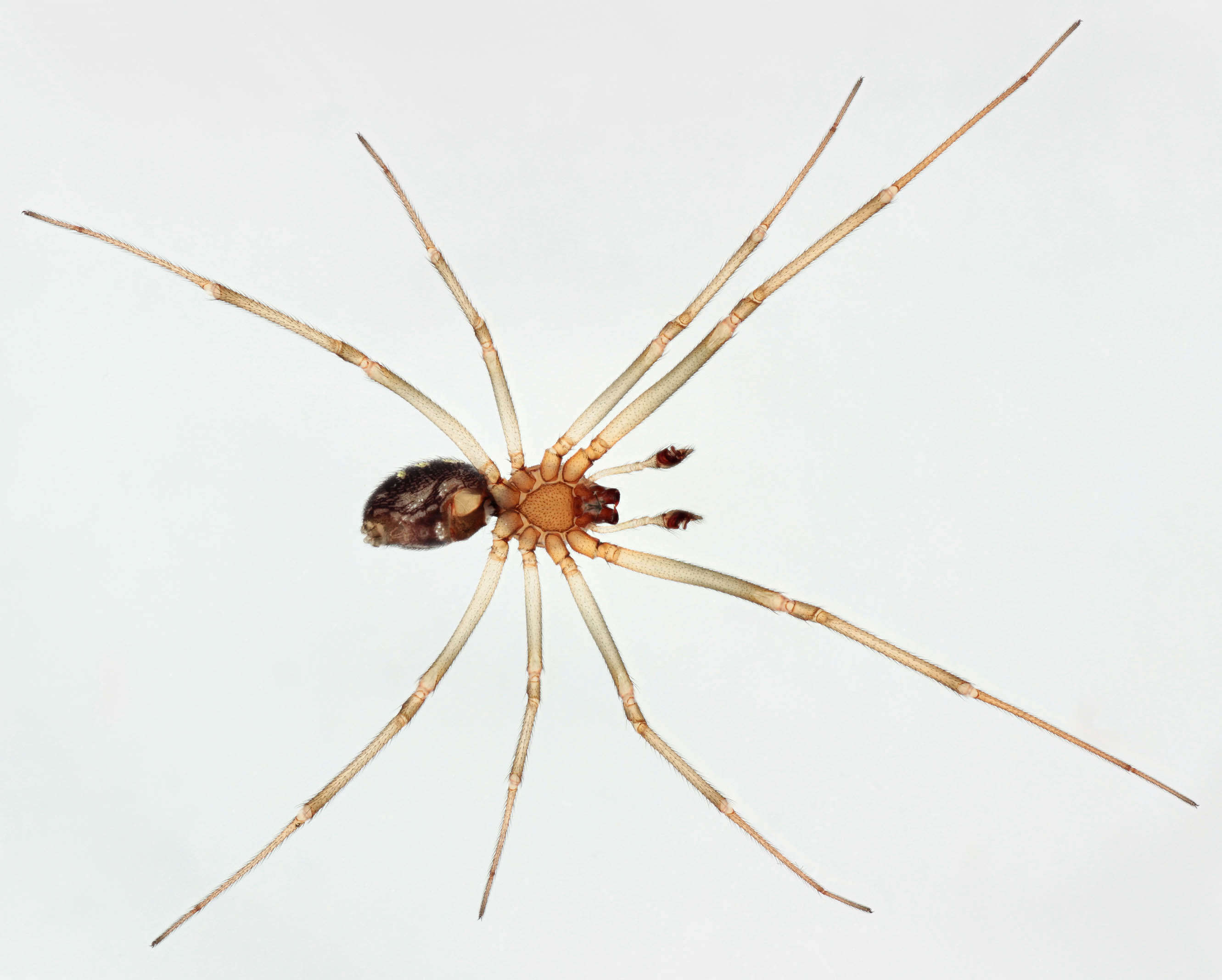 Image of False black widow