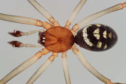 Image of False black widow