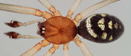 Image of False black widow