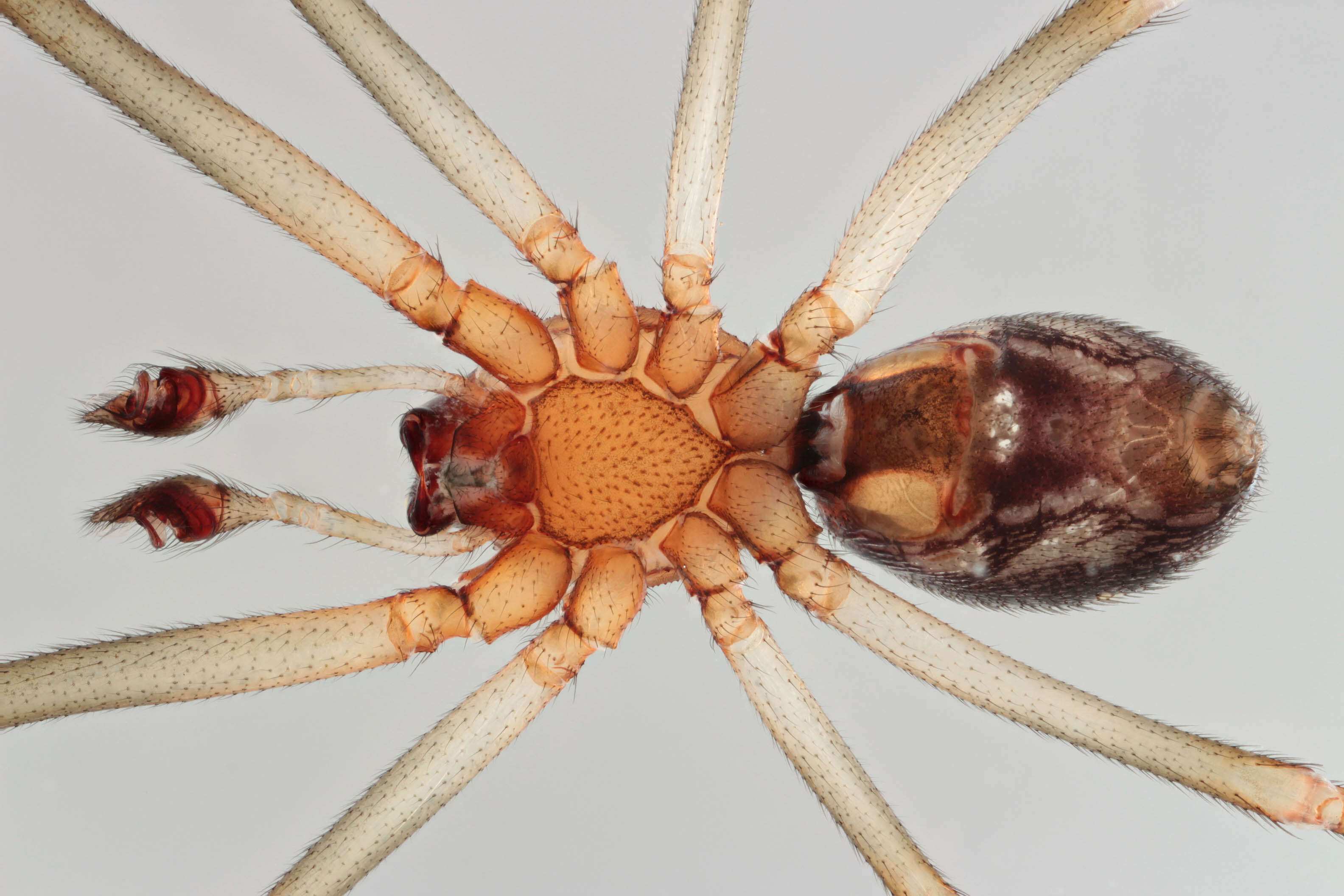 Image of False black widow