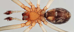 Image of False black widow