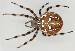 Image of Araneus quadratus Clerck 1757