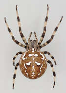 Image of Araneus quadratus Clerck 1757