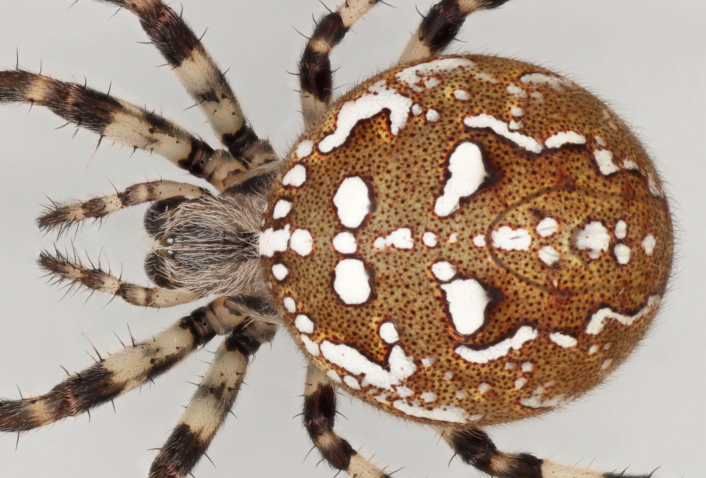 Image of Araneus quadratus Clerck 1757