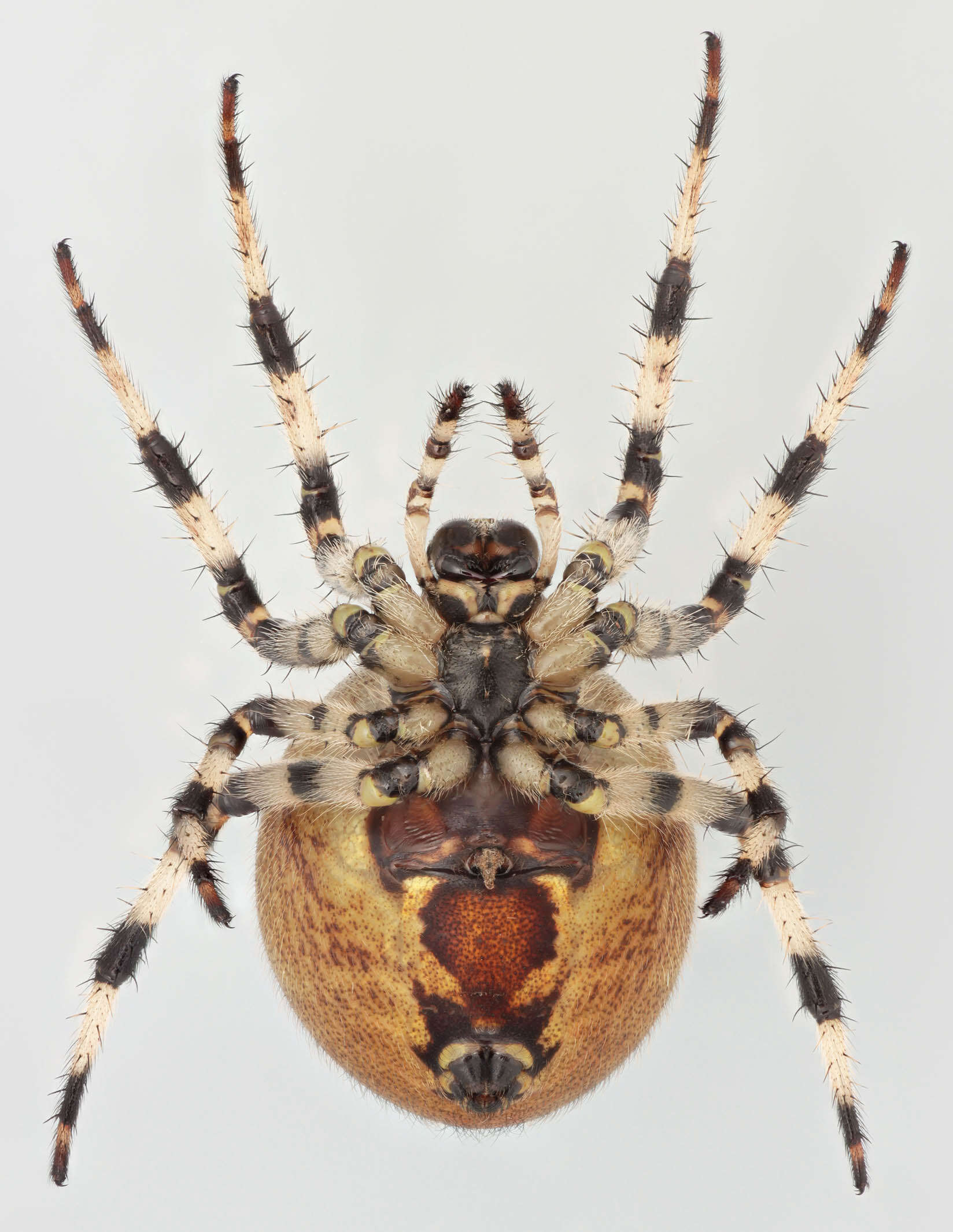 Image of Araneus quadratus Clerck 1757