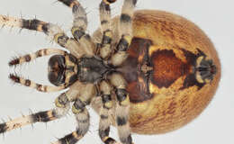 Image of Araneus quadratus Clerck 1757