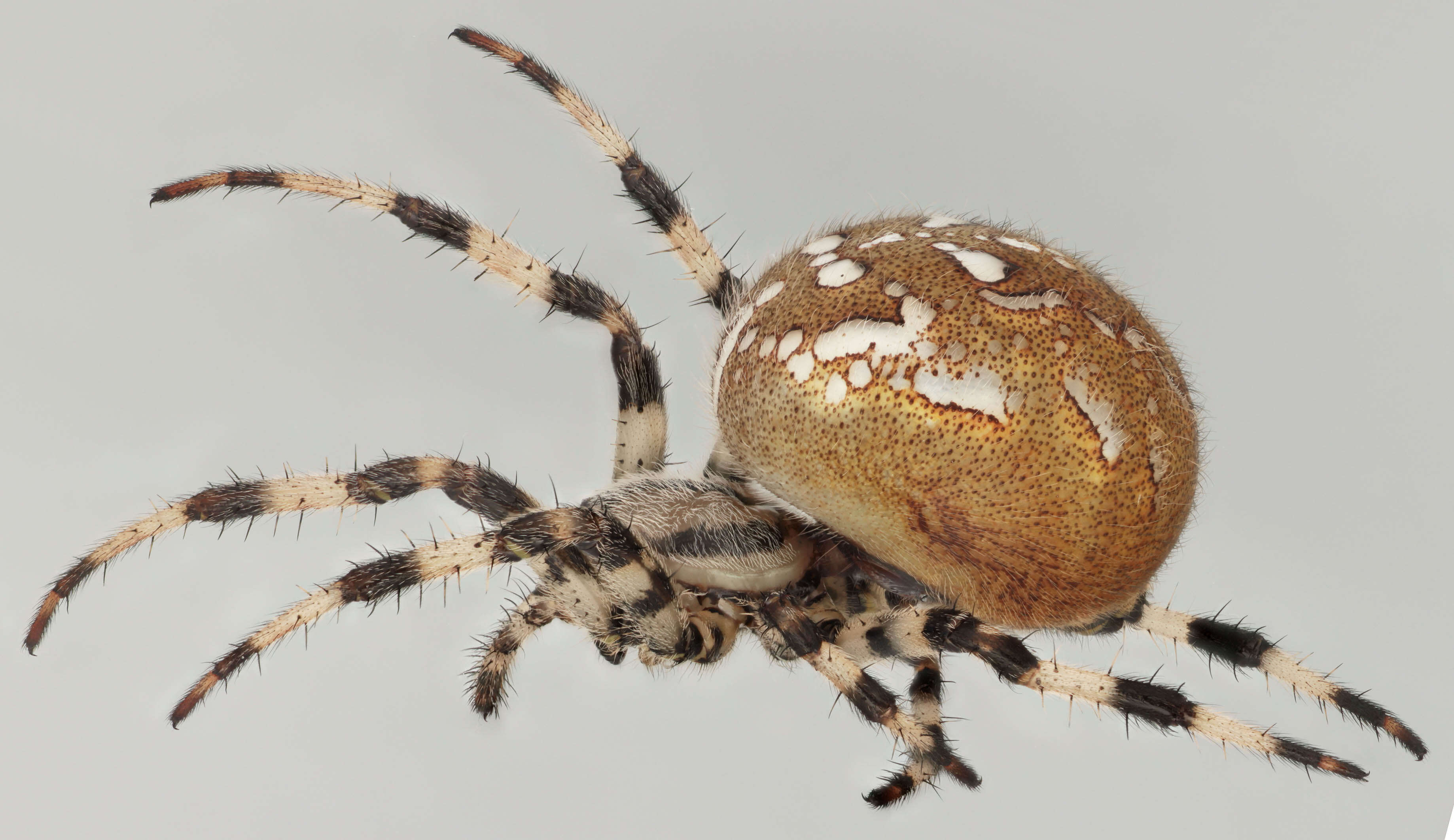 Image of Araneus quadratus Clerck 1757