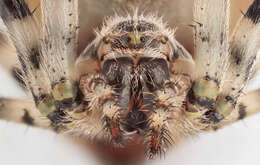 Image of Araneus quadratus Clerck 1757