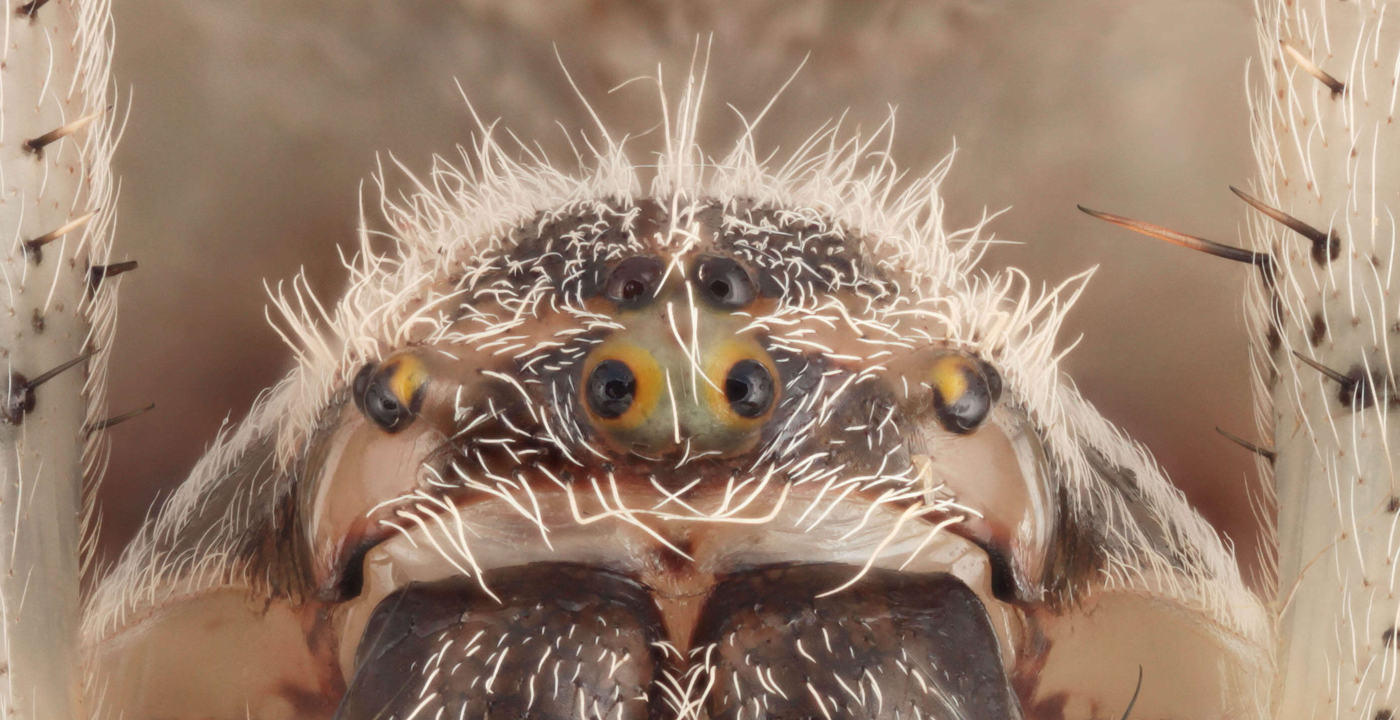 Image of Araneus quadratus Clerck 1757