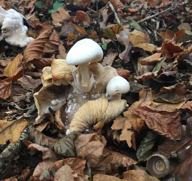 Image of Volvariella surrecta (Knapp) Singer 1951