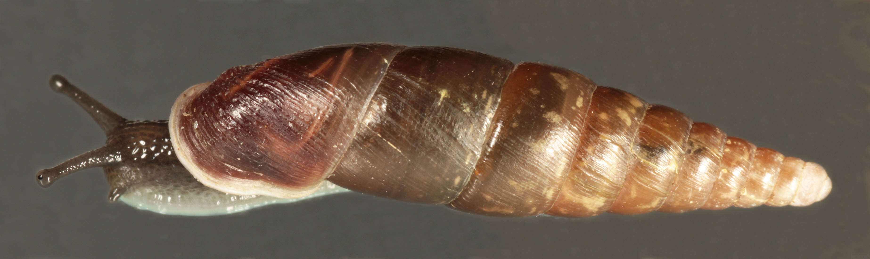 Image of Cochlodina laminata (Montagu 1803)