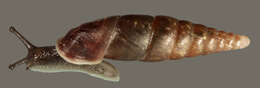 Image of Cochlodina laminata (Montagu 1803)