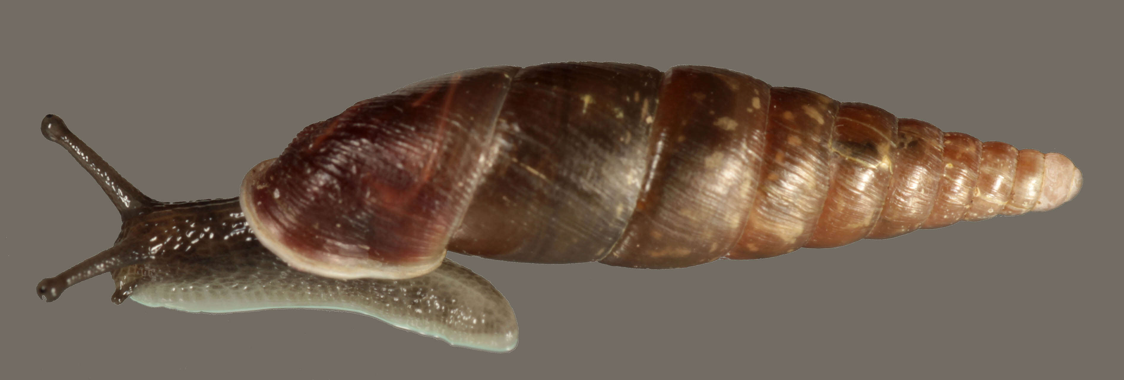 Image of Cochlodina laminata (Montagu 1803)