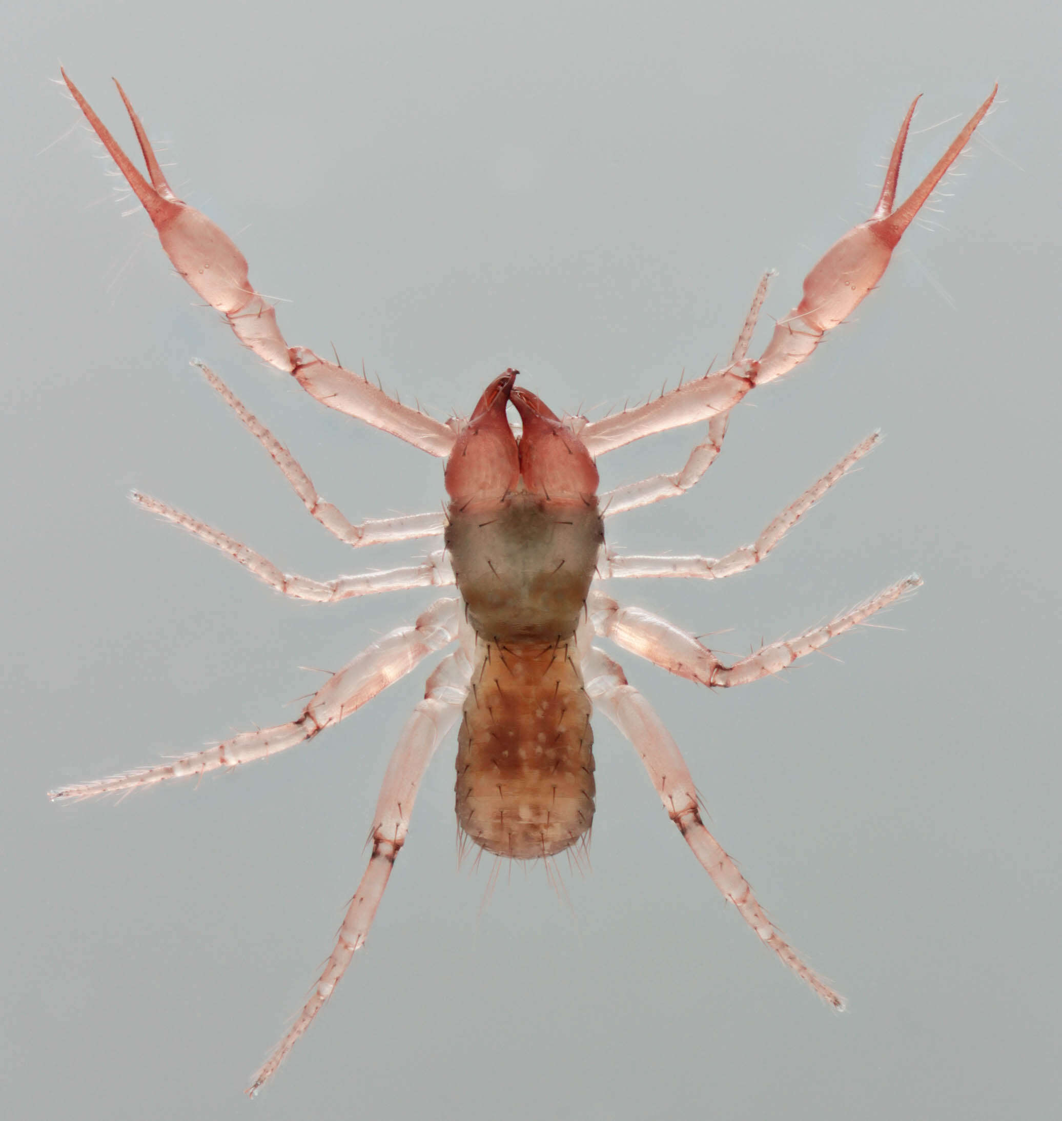 Image of Heterosphyronida
