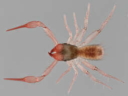 Image of Heterosphyronida