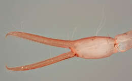 Image of Heterosphyronida