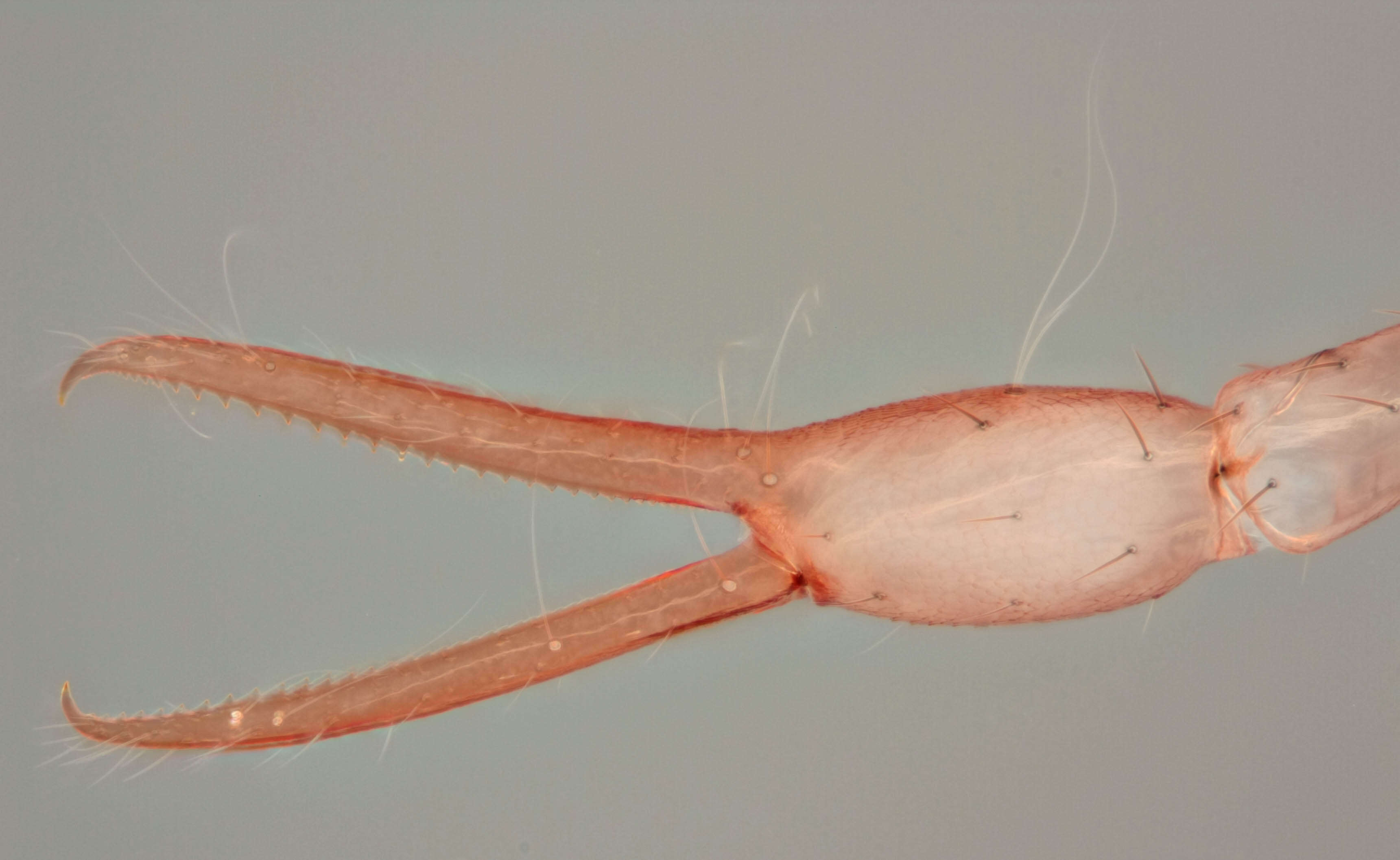 Image of Heterosphyronida