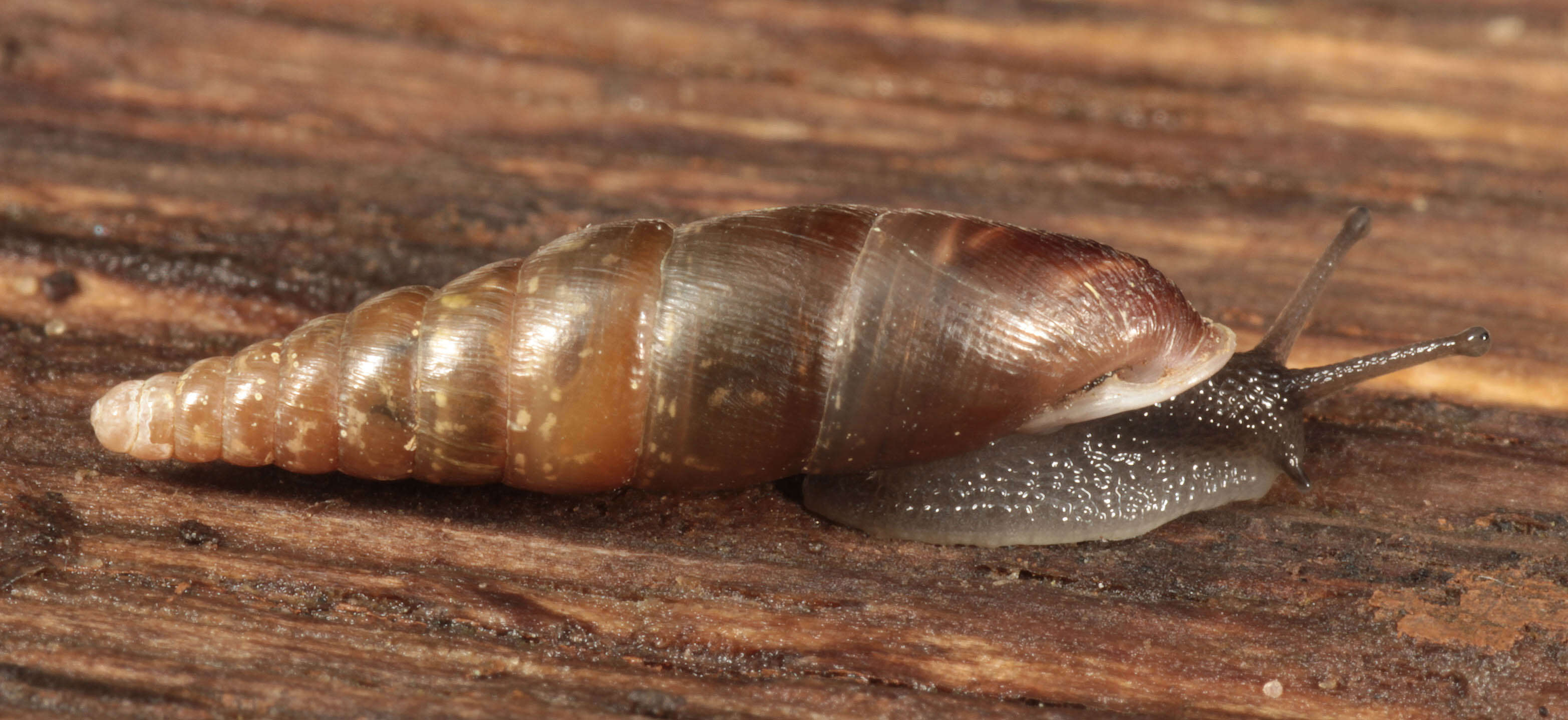 Image of Cochlodina laminata (Montagu 1803)