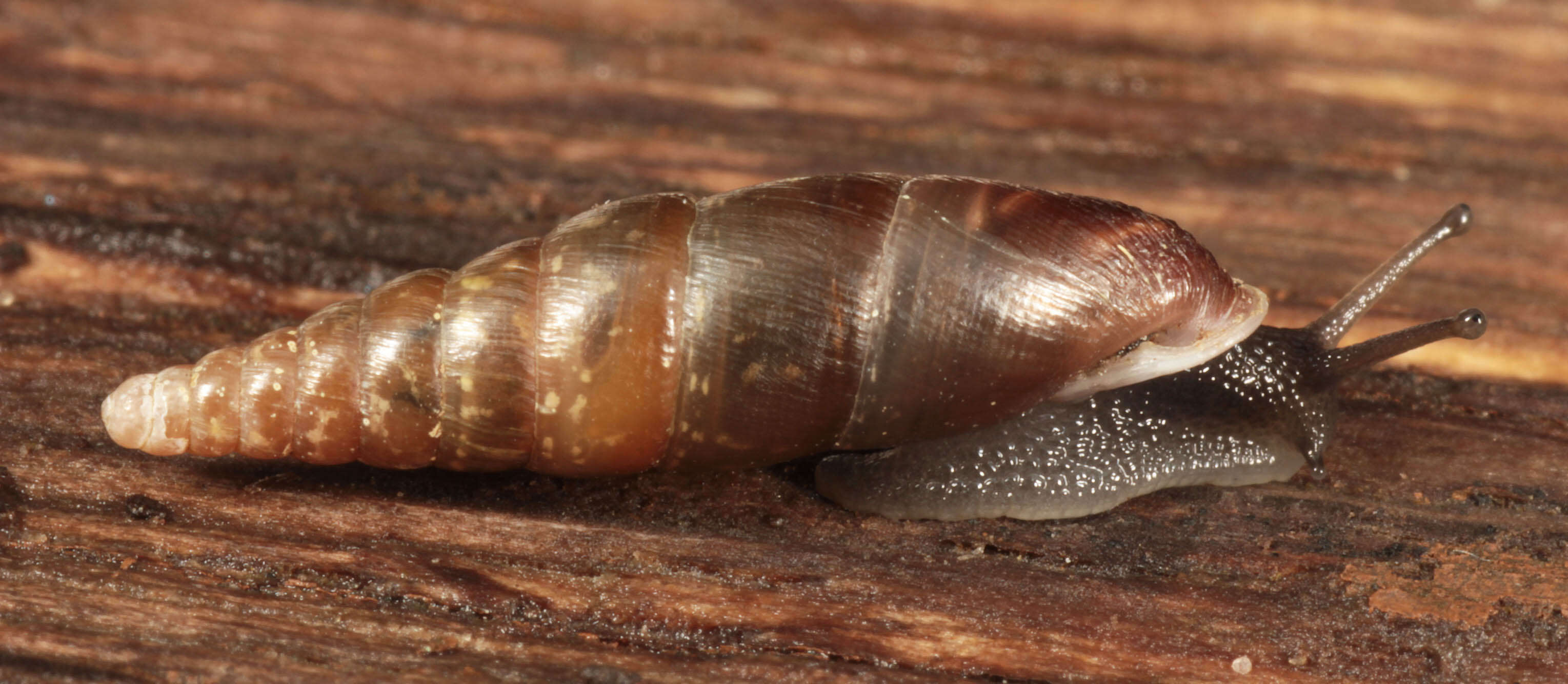 Image of Cochlodina laminata (Montagu 1803)