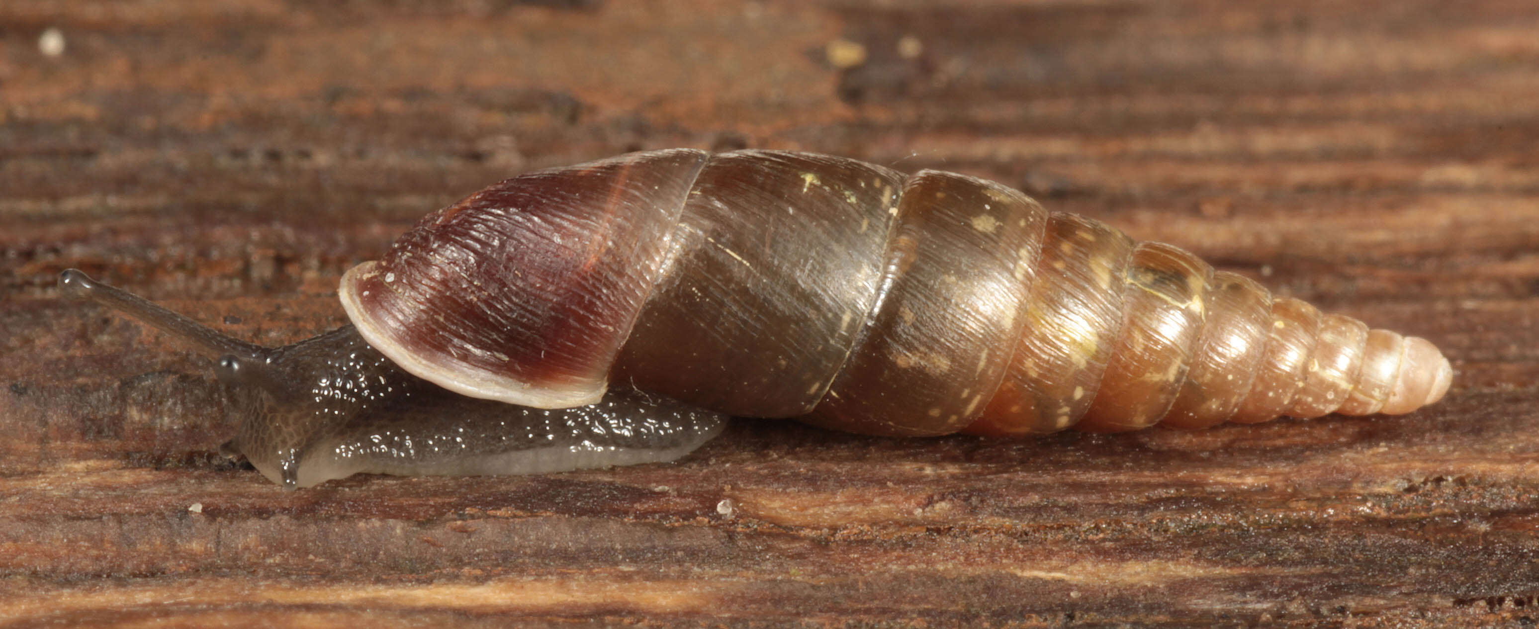 Image of Cochlodina laminata (Montagu 1803)