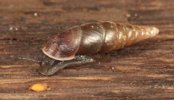 Image of Cochlodina laminata (Montagu 1803)