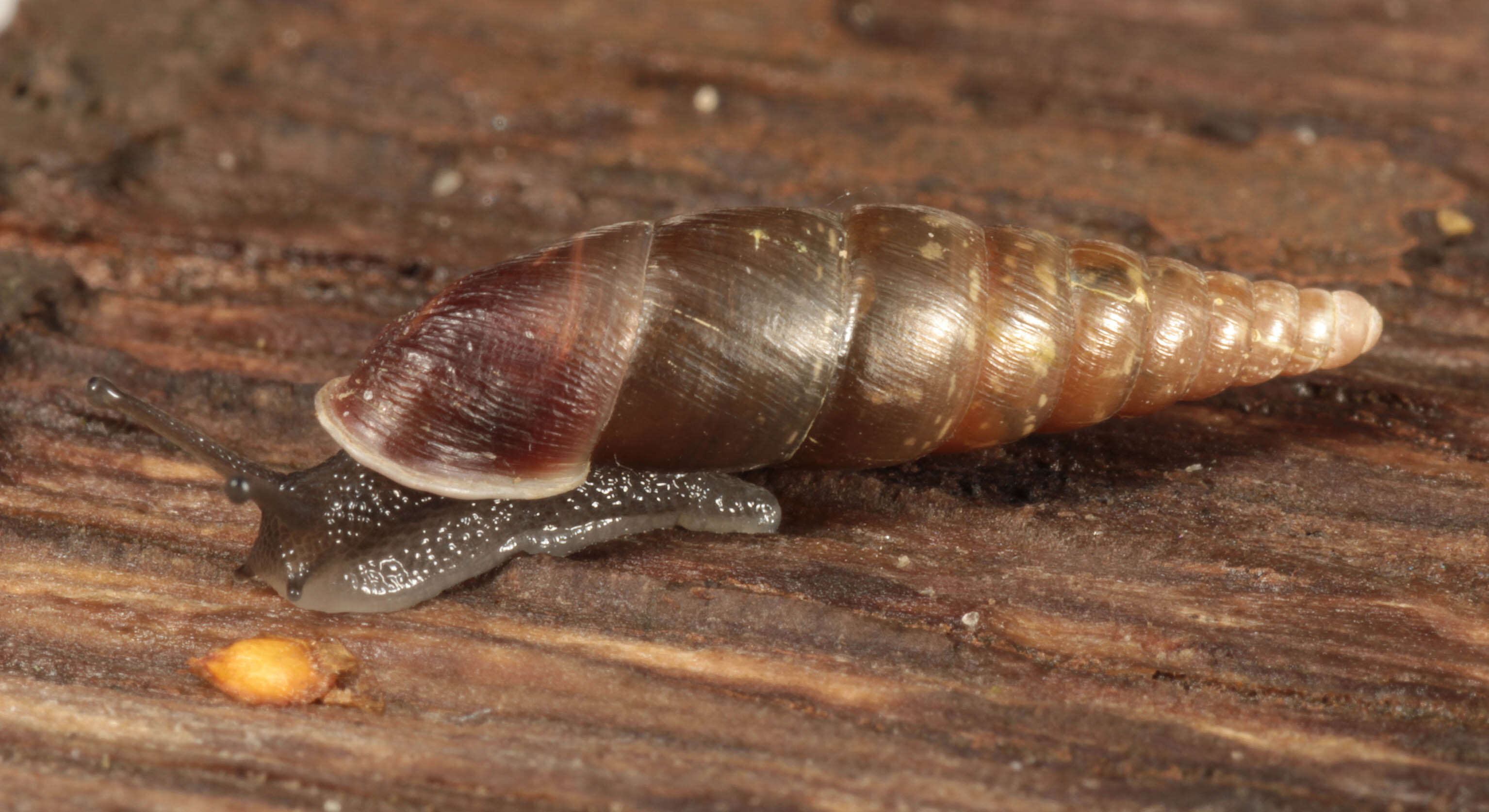 Image of Cochlodina laminata (Montagu 1803)