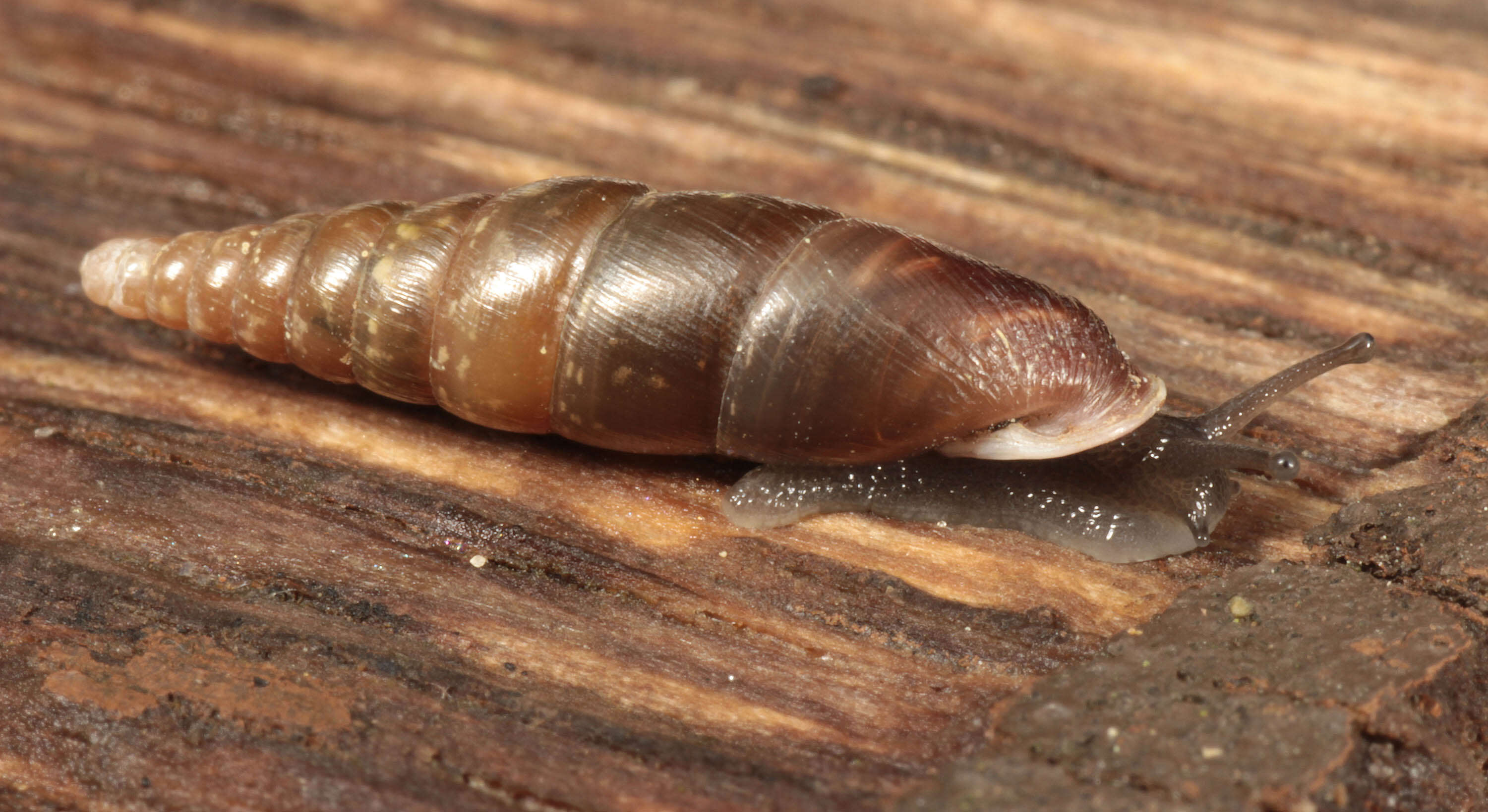 Image of Cochlodina laminata (Montagu 1803)