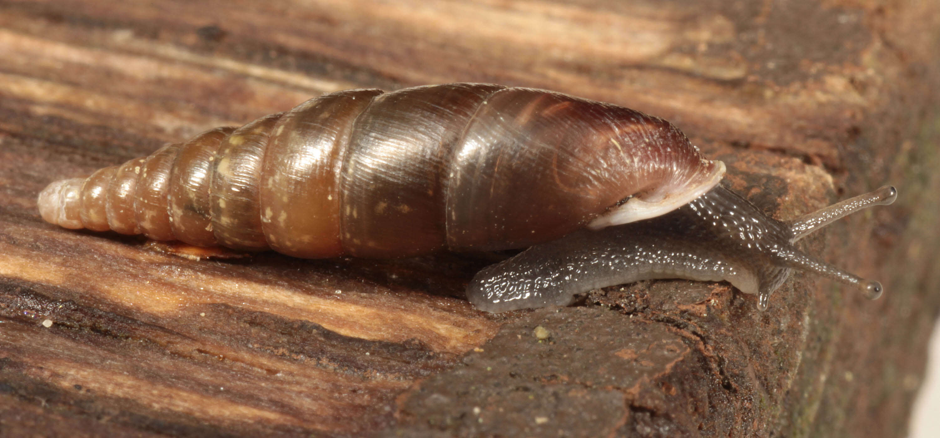 Image of Cochlodina laminata (Montagu 1803)