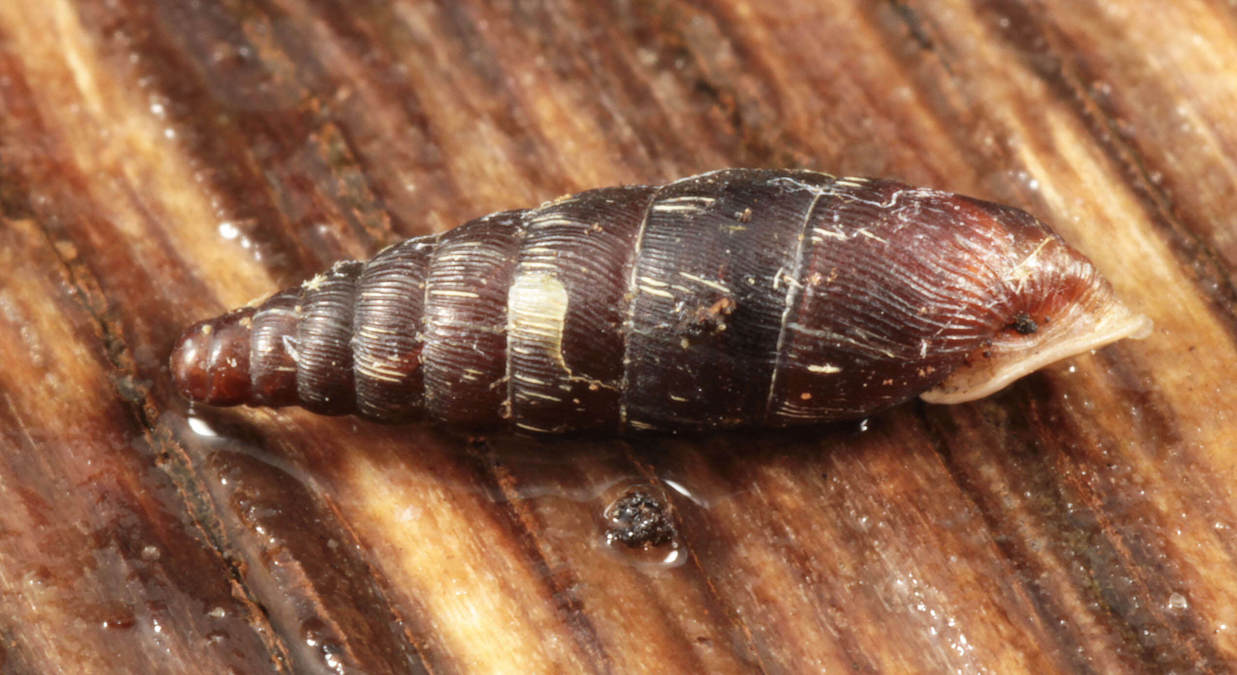 Image of two-toothed door snail