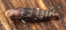 Image of two-toothed door snail