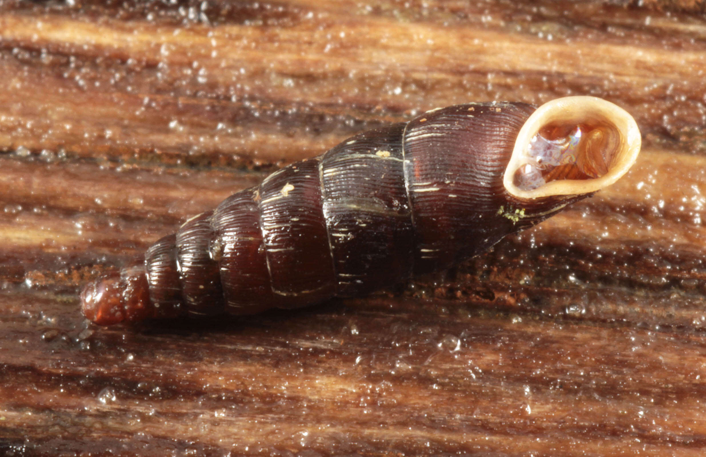 Image of two-toothed door snail