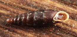 Image of two-toothed door snail