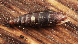 Image of two-toothed door snail