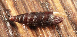 Image of two-toothed door snail