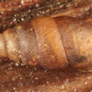 Image of Lesser Bulin