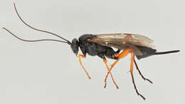 Image of Pimpla