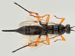 Image of Pimpla