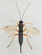Image of Pimpla
