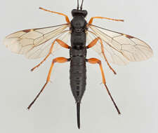 Image of Pimpla