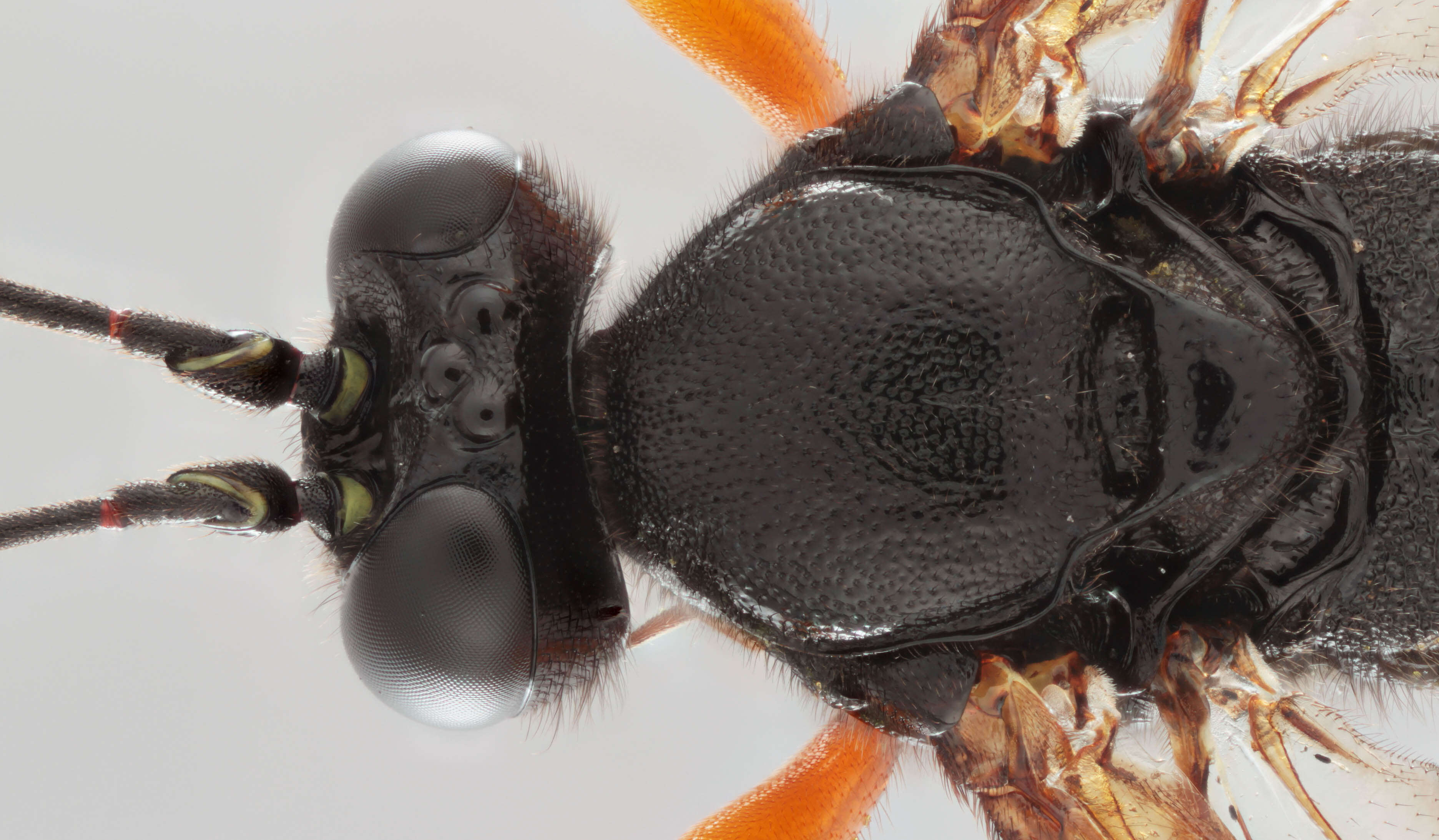 Image of Pimpla