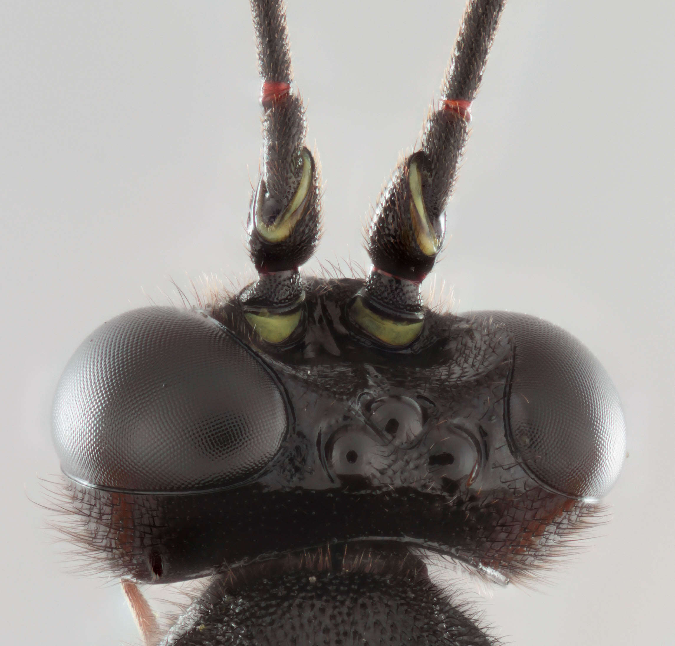 Image of Pimpla