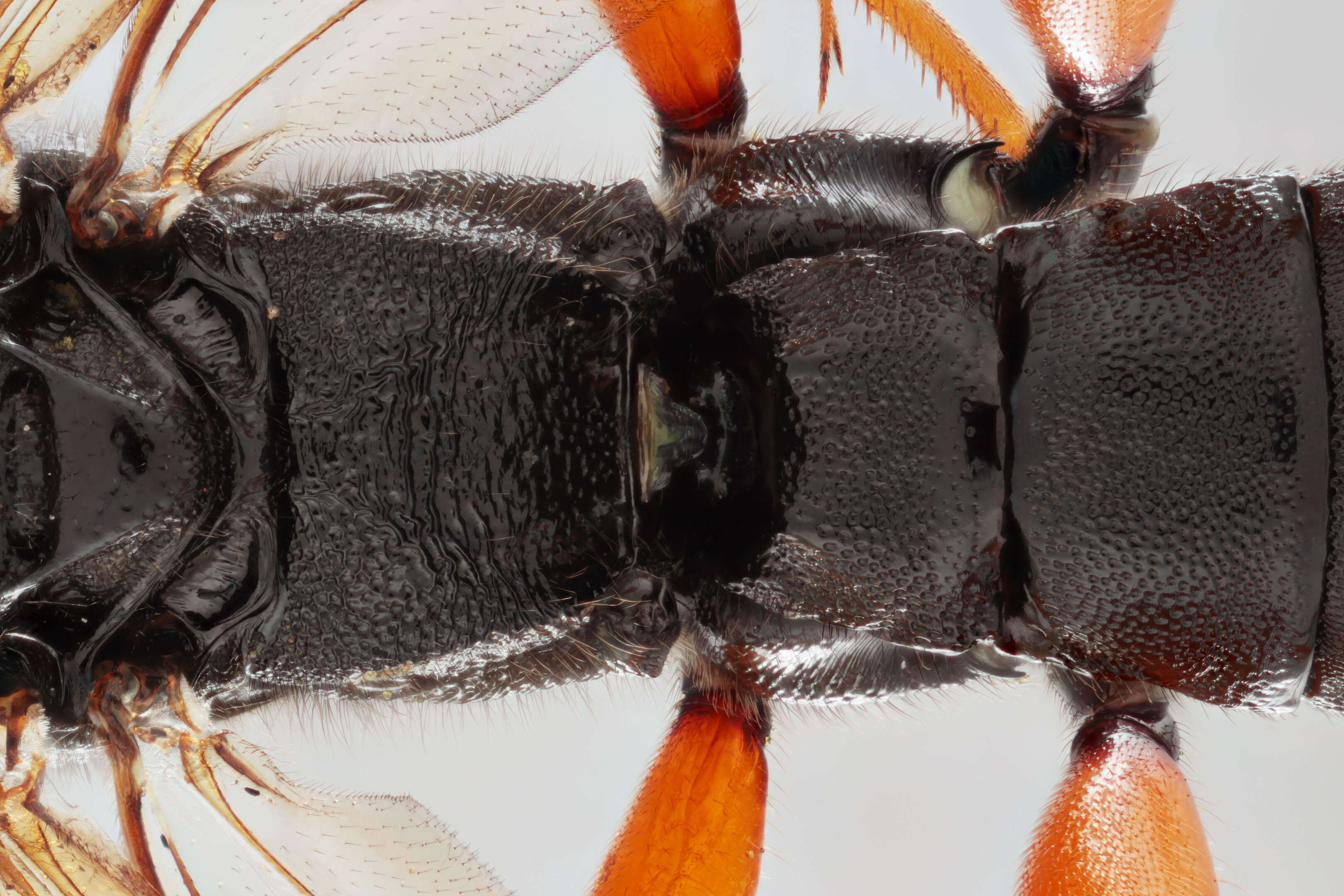 Image of Pimpla