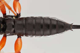 Image of Pimpla