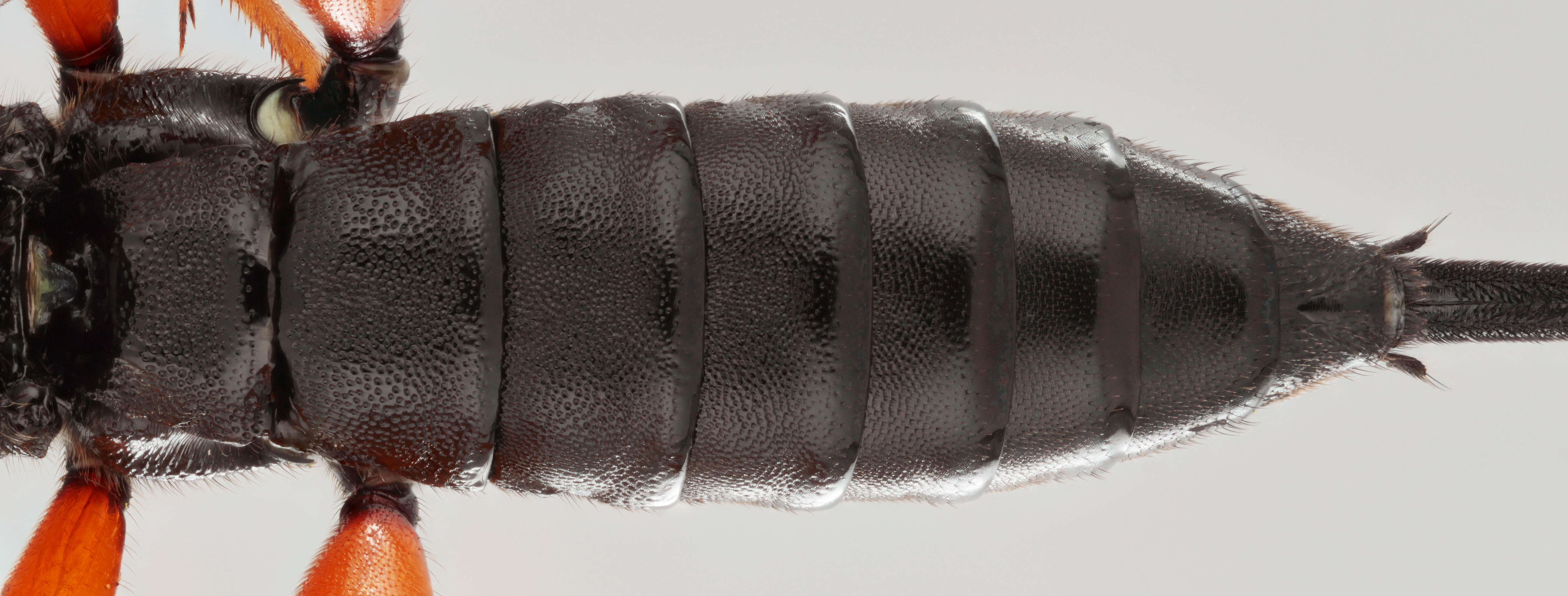 Image of Pimpla