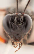 Image of Pimpla