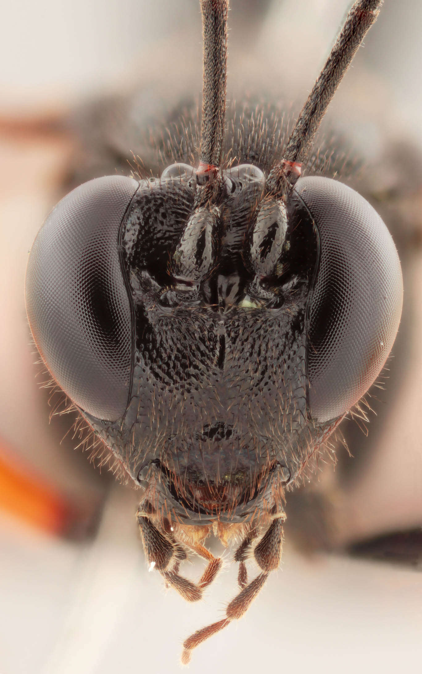 Image of Pimpla