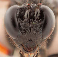 Image of Pimpla